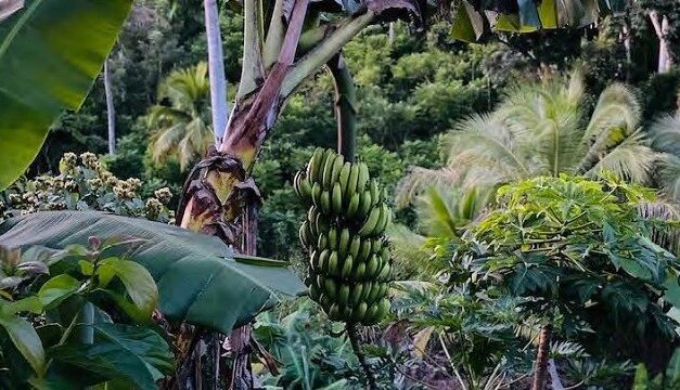 Covid-19 : quels effets sur l’agriculture et la consommation dans la Caraïbe ?