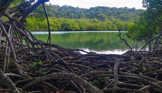 Mangroves : des écosystèmes tropicaux sous pression