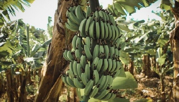 État des lieux de l’agriculture aux Antilles-Guyane