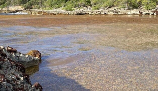 Arrivages massifs de sargasses : quels moyens pour lutter ?