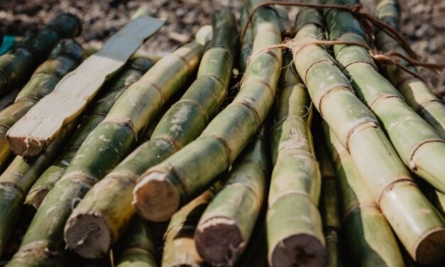 Revalorisation de la tonne de canne : la campagne sucrière 2023 lancée après de longues négociations