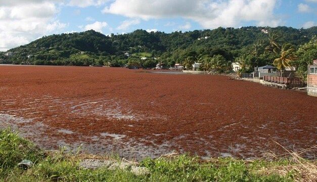 Les sargasses, un acteur “irréfutable” de la corrosion des métaux