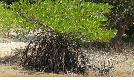 Restaurer les mangroves : quatre projets sélectionnés dans les Outre-mer