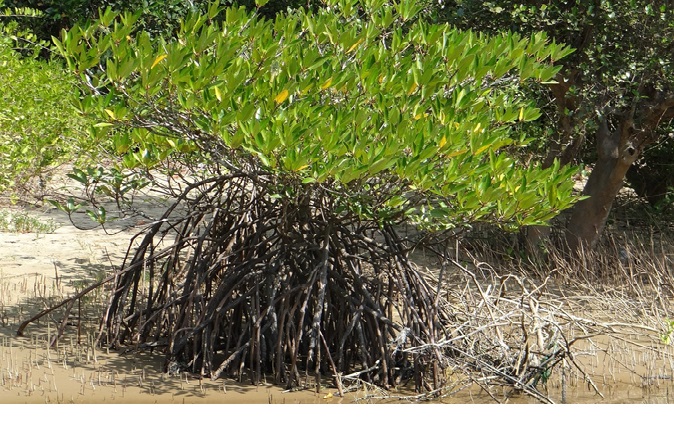 Restaurer les mangroves : quatre projets sélectionnés dans les Outre-mer