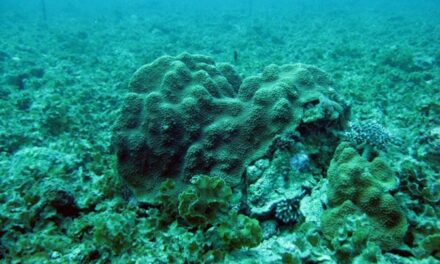 Les Outre-mer en péril face au blanchissement des coraux